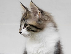 Wildfee's Norwegische Waldkatzen Wildfee's Vilnir - 11 Wochen alt