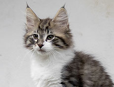 Wildfee's Norwegische Waldkatzen Wildfee's Vilnir - 11 Wochen alt