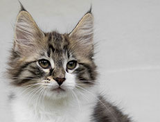 Wildfee's Norwegische Waldkatzen Wildfee's Vilnir - 11 Wochen alt