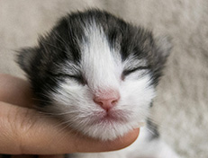 Wildfee's Norwegische Waldkatzen Wildfee's Valgur - 1 Woche alt