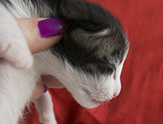 Wildfee's Norwegische Waldkatzen Wildfee's Valgur - 1 Woche alt