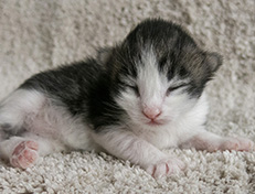 Wildfee's Norwegische Waldkatzen Wildfee's Valgur - 1 Woche alt