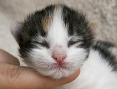 Wildfee's Norwegische Waldkatzen Wildfee's Valhalla - 1 Woche alt