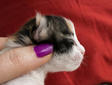 Wildfee's Norwegische Waldkatzen Wildfee's Valhalla - 1 Woche alt