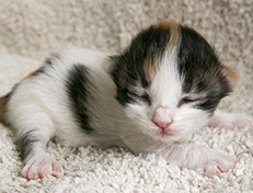 Wildfee's Norwegische Waldkatzen Wildfee's Valhalla - 1 Woche alt