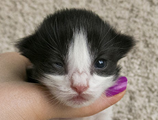 Wildfee's Norwegische Waldkatzen Wildfee's Valie Export - 1 Woche alt