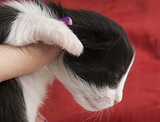 Wildfee's Norwegische Waldkatzen Wildfee's Valie Export - 1 Woche alt