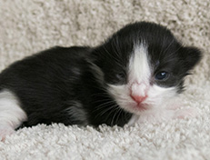 Wildfee's Norwegische Waldkatzen Wildfee's Valie Export - 1 Woche alt