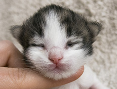 Wildfee's Norwegische Waldkatzen Wildfee's Veela - 1 Woche alt