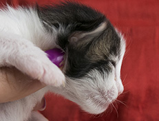 Wildfee's Norwegische Waldkatzen Wildfee's Veela - 1 Woche alt