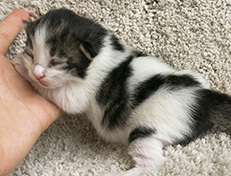 Wildfee's Norwegische Waldkatzen Wildfee's Veela - 1 Woche alt