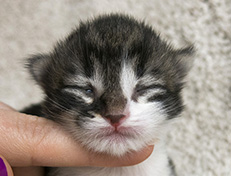 Wildfee's Norwegische Waldkatzen Wildfee's Vilnir - 1 Woche alt