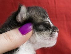 Wildfee's Norwegische Waldkatzen Wildfee's Vilnir - 1 Woche alt