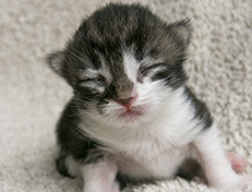 Wildfee's Norwegische Waldkatzen Wildfee's Vilnir - 1 Woche alt