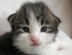 Wildfee's Norwegische Waldkatzen Wildfee's Valgur - 2 Wochen alt