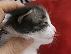 Wildfee's Norwegische Waldkatzen Wildfee's Valgur - 2 Wochen alt