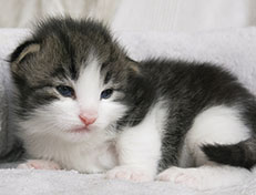 Wildfee's Norwegische Waldkatzen Wildfee's Valgur - 2 Wochen alt