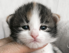 Wildfee's Norwegische Waldkatzen Wildfee's Valhalla - 2 Wochen alt