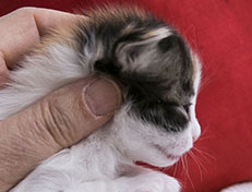 Wildfee's Norwegische Waldkatzen Wildfee's Valhalla - 2 Wochen alt