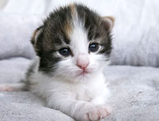 Wildfee's Norwegische Waldkatzen Wildfee's Valhalla - 2 Wochen alt