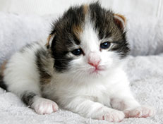 Wildfee's Norwegische Waldkatzen Wildfee's Valhalla - 2 Wochen alt