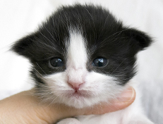 Wildfee's Norwegische Waldkatzen Wildfee's Valie Export - 2 Wochen alt