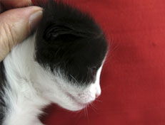 Wildfee's Norwegische Waldkatzen Wildfee's Valie Export - 2 Wochen alt