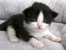 Wildfee's Norwegische Waldkatzen Wildfee's Valie Export - 2 Wochen alt