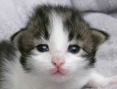 Wildfee's Norwegische Waldkatzen Wildfee's Veela - 2 Wochen alt