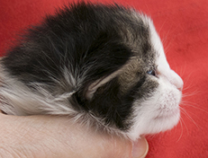 Wildfee's Norwegische Waldkatzen Wildfee's Veela - 2 Wochen alt