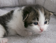 Wildfee's Norwegische Waldkatzen Wildfee's Veela - 2 Wochen alt