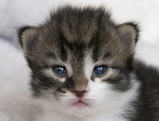 Wildfee's Norwegische Waldkatzen Wildfee's Vilnir - 2 Wochen alt