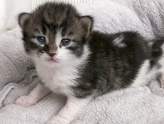 Wildfee's Norwegische Waldkatzen Wildfee's Vilnir - 2 Wochen alt