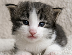 Wildfee's Norwegische Waldkatzen Wildfee's Valgur - 3 Wochen alt