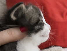 Wildfee's Norwegische Waldkatzen Wildfee's Valgur - 3 Wochen alt