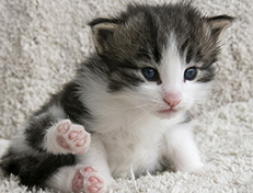 Wildfee's Norwegische Waldkatzen Wildfee's Valgur - 3 Wochen alt