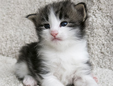 Wildfee's Norwegische Waldkatzen Wildfee's Valgur - 3 Wochen alt