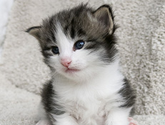 Wildfee's Norwegische Waldkatzen Wildfee's Valgur - 3 Wochen alt