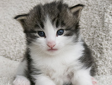 Wildfee's Norwegische Waldkatzen Wildfee's Valgur - 3 Wochen alt