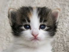 Wildfee's Norwegische Waldkatzen Wildfee's Valhalla - 3 Wochen alt