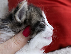 Wildfee's Norwegische Waldkatzen Wildfee's Valhalla - 3 Wochen alt