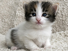 Wildfee's Norwegische Waldkatzen Wildfee's Valhalla - 3 Wochen alt