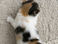 Wildfee's Norwegische Waldkatzen Wildfee's Valhalla - 3 Wochen alt