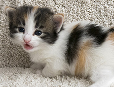 Wildfee's Norwegische Waldkatzen Wildfee's Valhalla - 3 Wochen alt