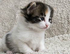 Wildfee's Norwegische Waldkatzen Wildfee's Valhalla - 3 Wochen alt