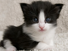 Wildfee's Norwegische Waldkatzen Wildfee's Valie Export - 3 Wochen alt