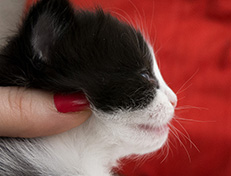 Wildfee's Norwegische Waldkatzen Wildfee's Valie Export - 3 Wochen alt