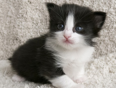 Wildfee's Norwegische Waldkatzen Wildfee's Valie Export - 3 Wochen alt