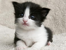 Wildfee's Norwegische Waldkatzen Wildfee's Valie Export - 3 Wochen alt