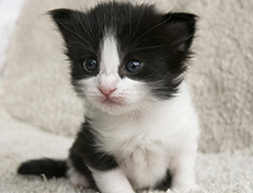 Wildfee's Norwegische Waldkatzen Wildfee's Valie Export - 3 Wochen alt